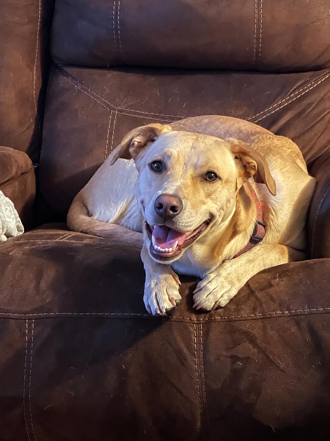 Ruby, ADOPTABLE, Young Female Yellow Labrador Retriever.