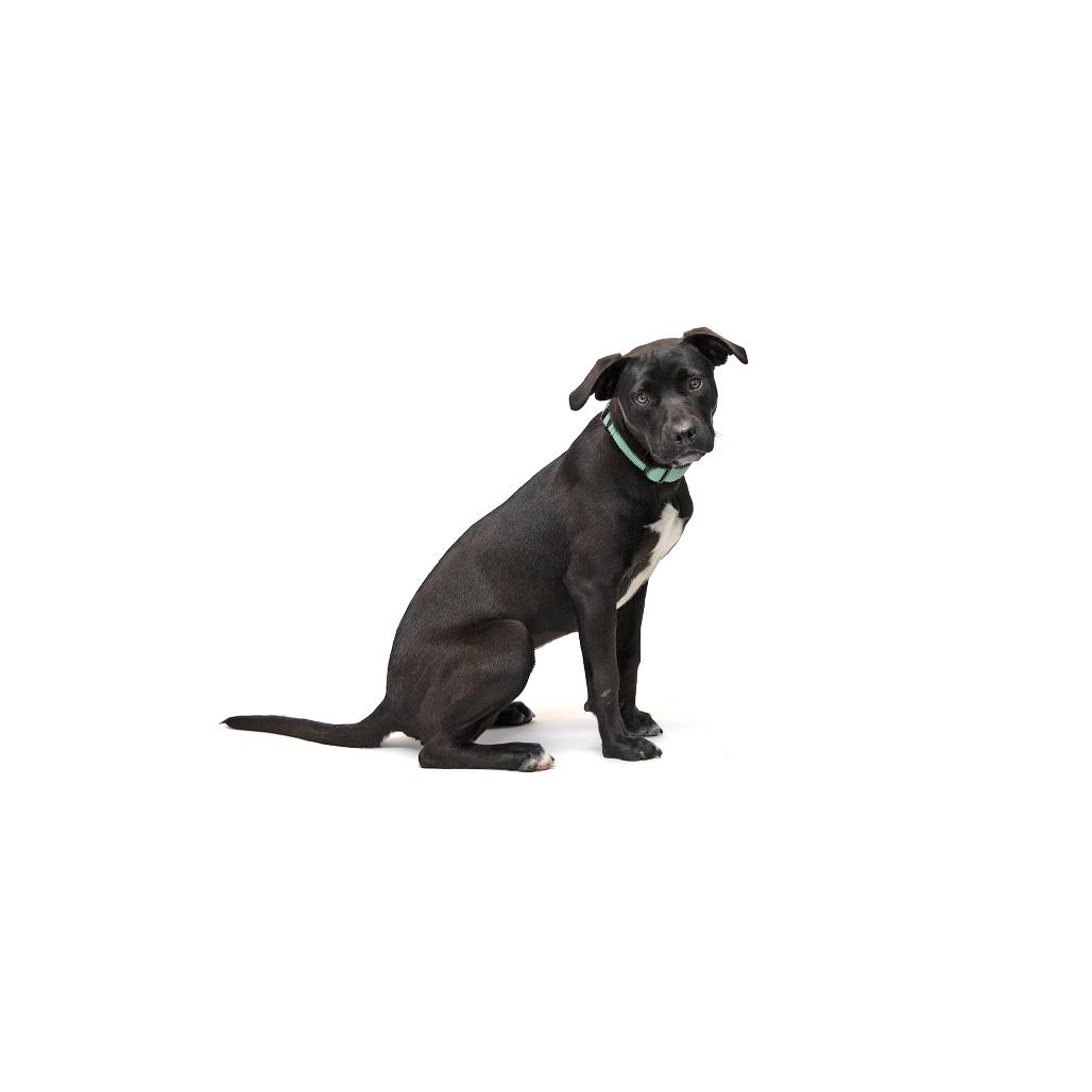 Donna, Adoptable, Young Female Mixed Breed.