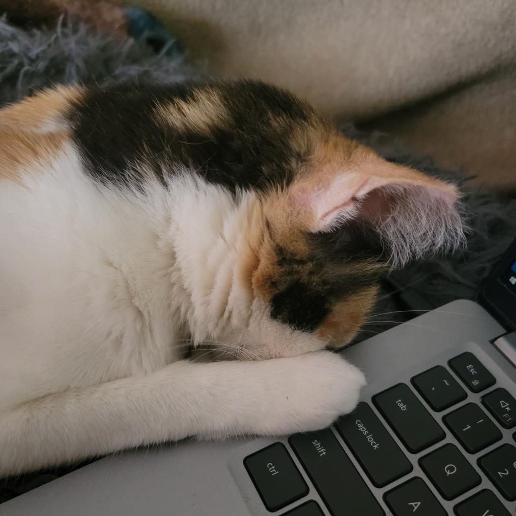 Abbie, a Adoptable Domestic Short Hair in Mission Hills, CA image 2/5