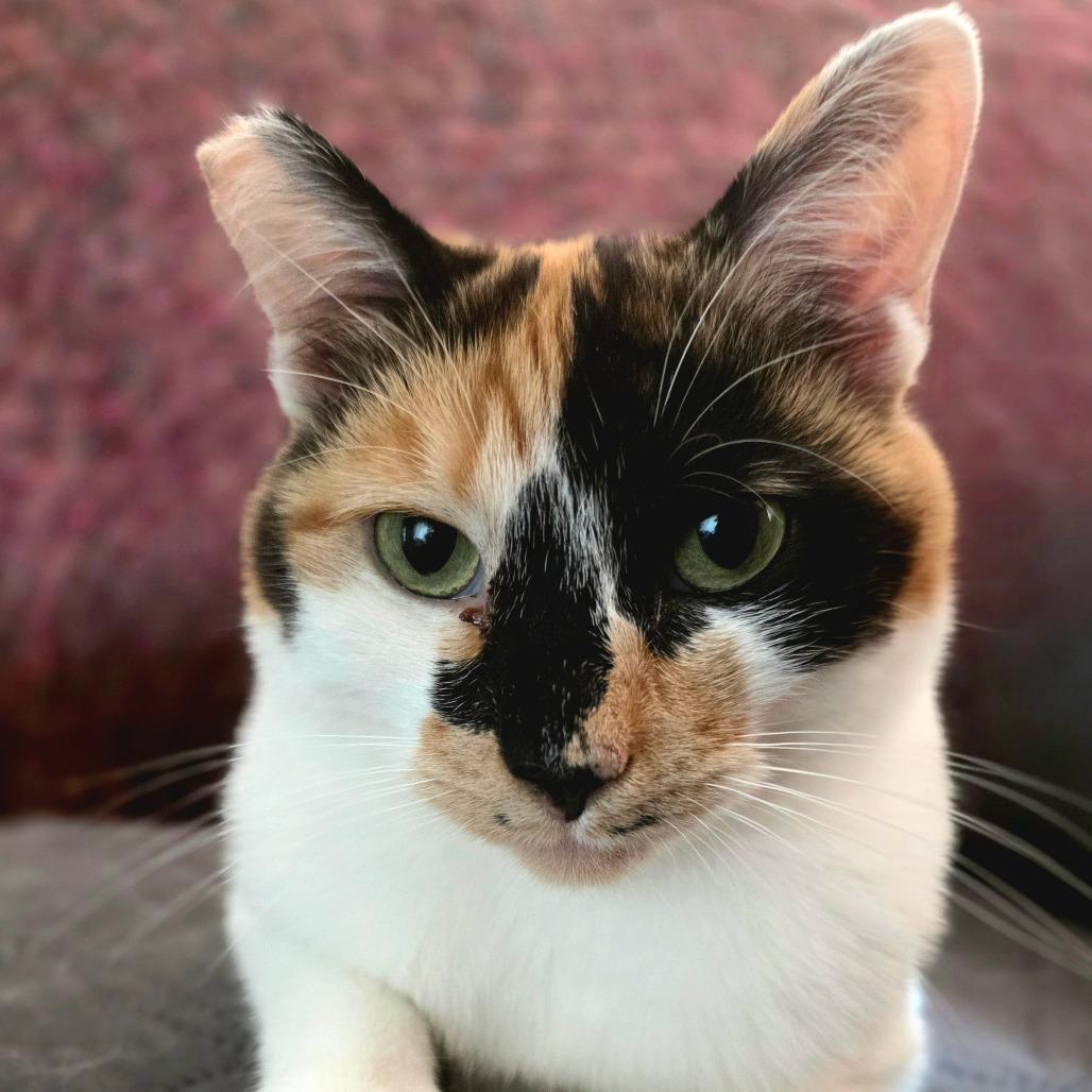 Abbie, a Adoptable Domestic Short Hair in Mission Hills, CA image 3/5