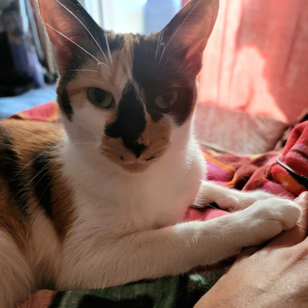 Abbie, a Adoptable Domestic Short Hair in Mission Hills, CA image 5/5