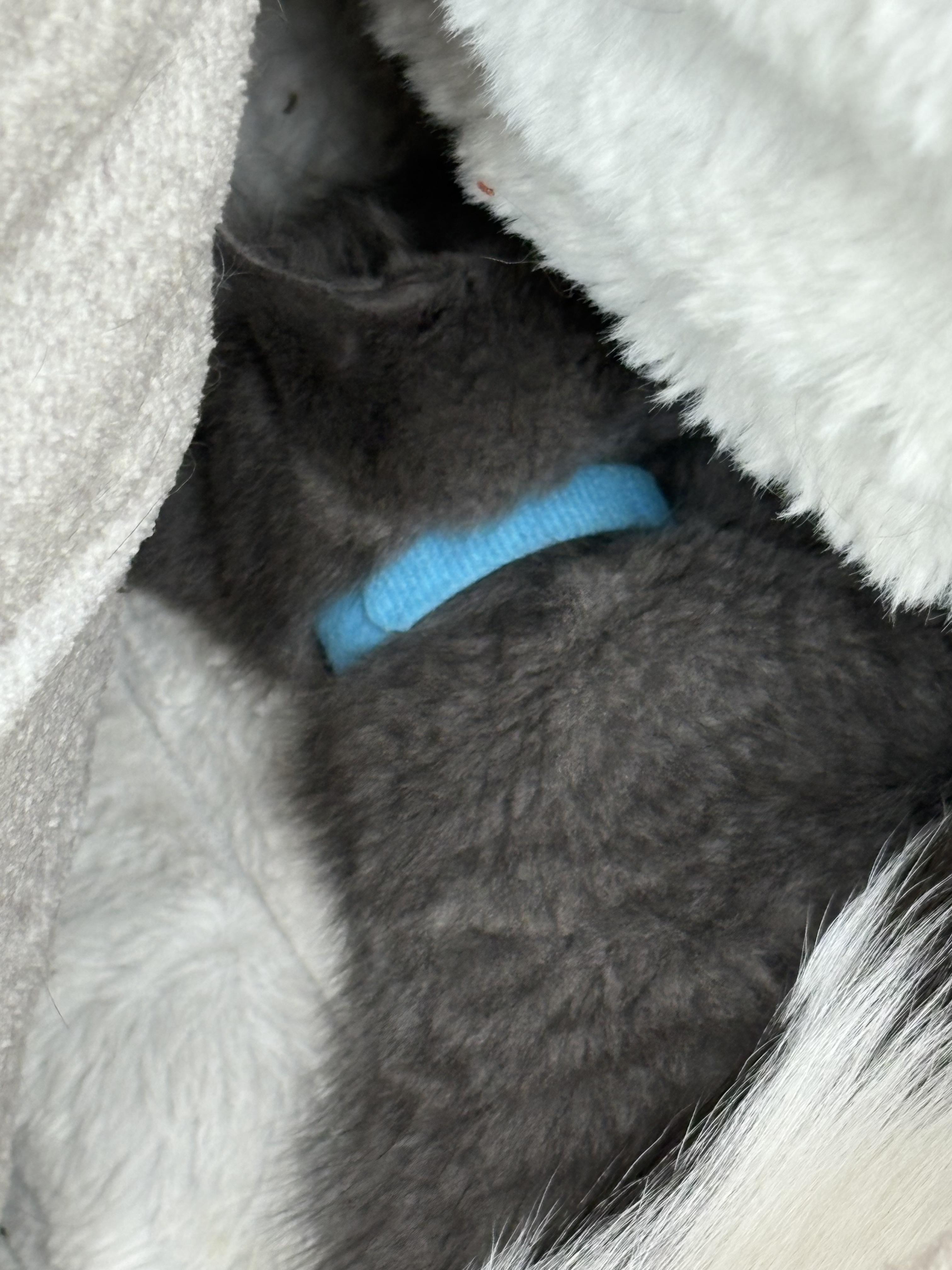 Duke, Baby Male Domestic Medium Hair