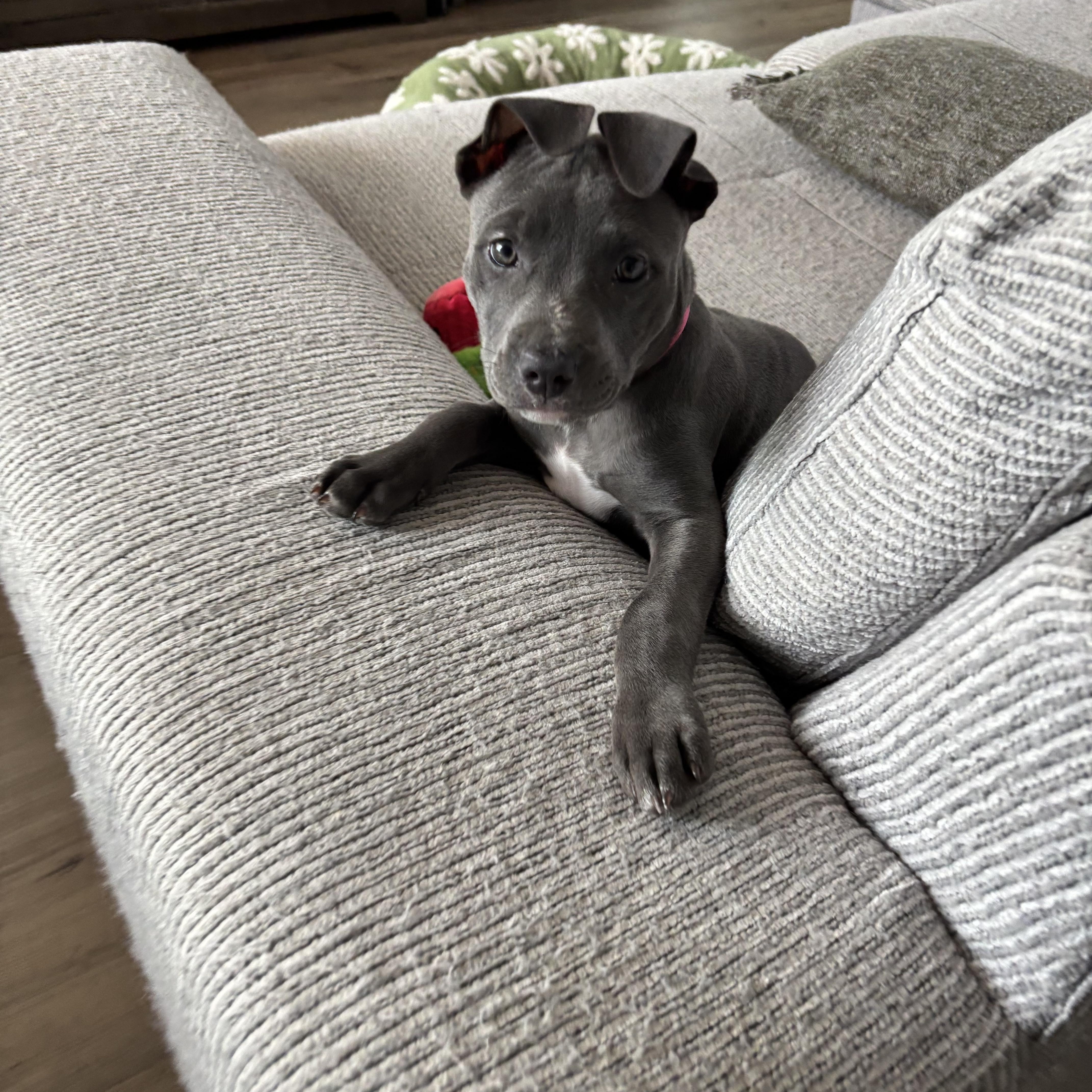 Enlarge Nami, a Adoptable mixed breed in Charlotte, NC image 4/6