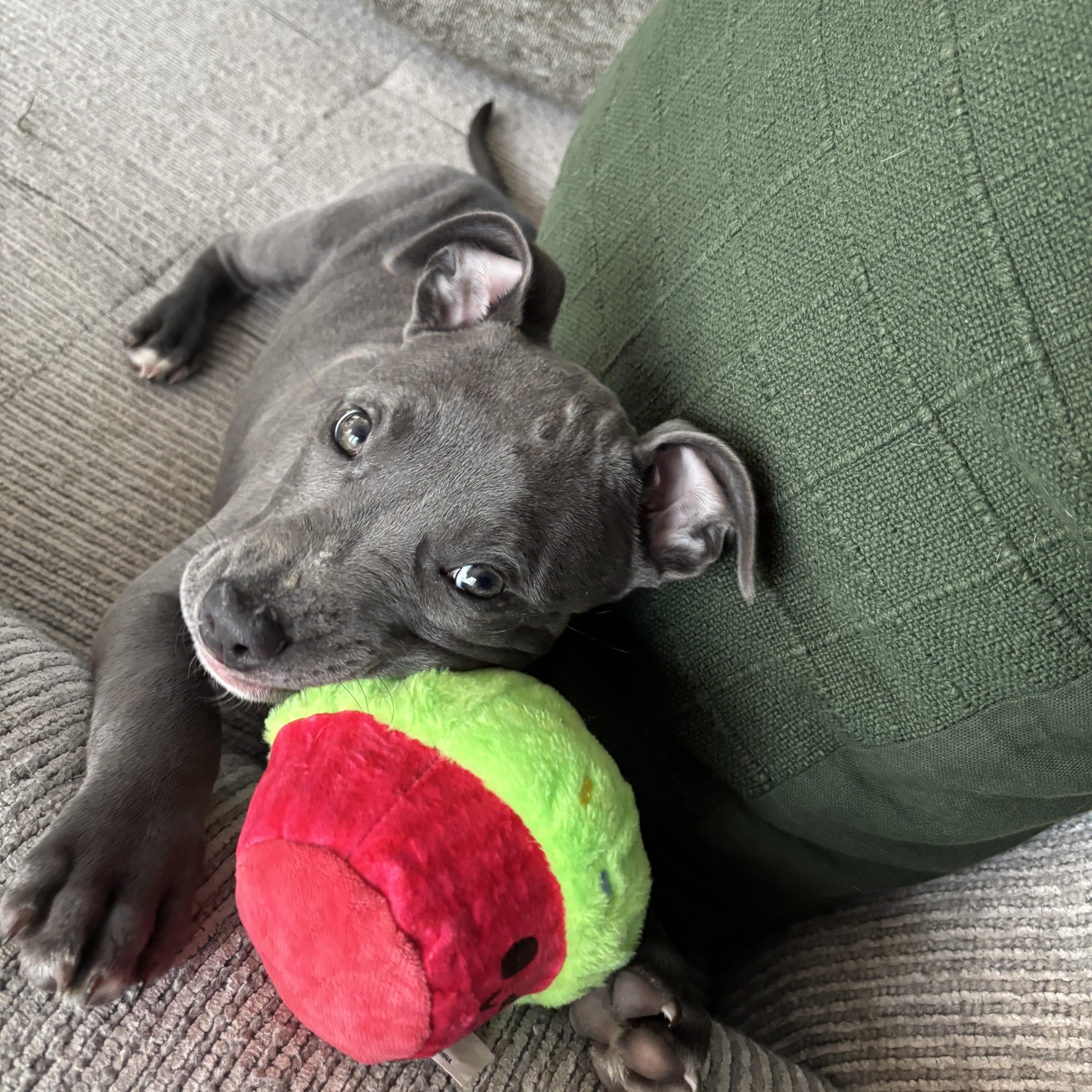 Enlarge Nami, a Adoptable mixed breed in Charlotte, NC image 5/6