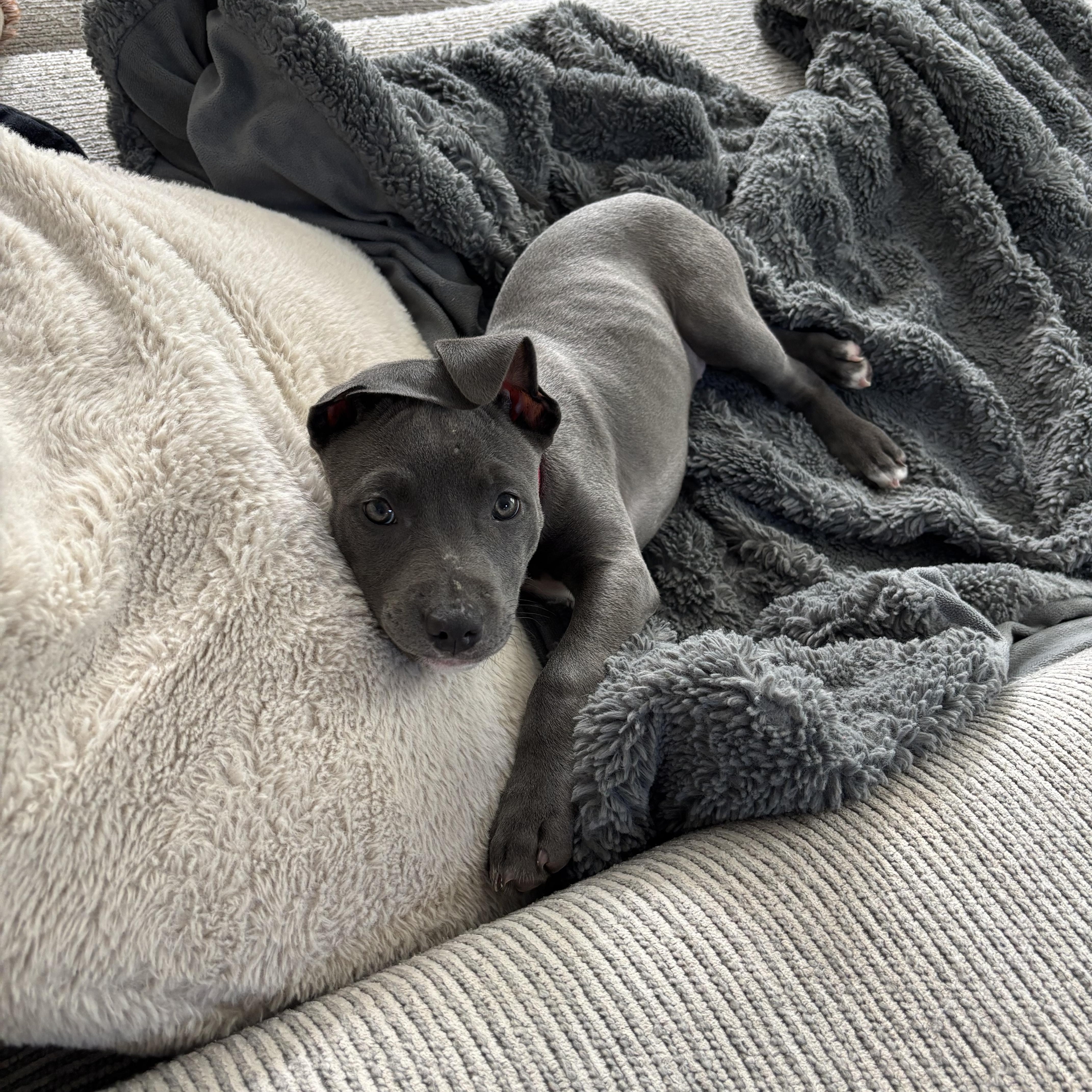 Enlarge Nami, a Adoptable mixed breed in Charlotte, NC image 6/6