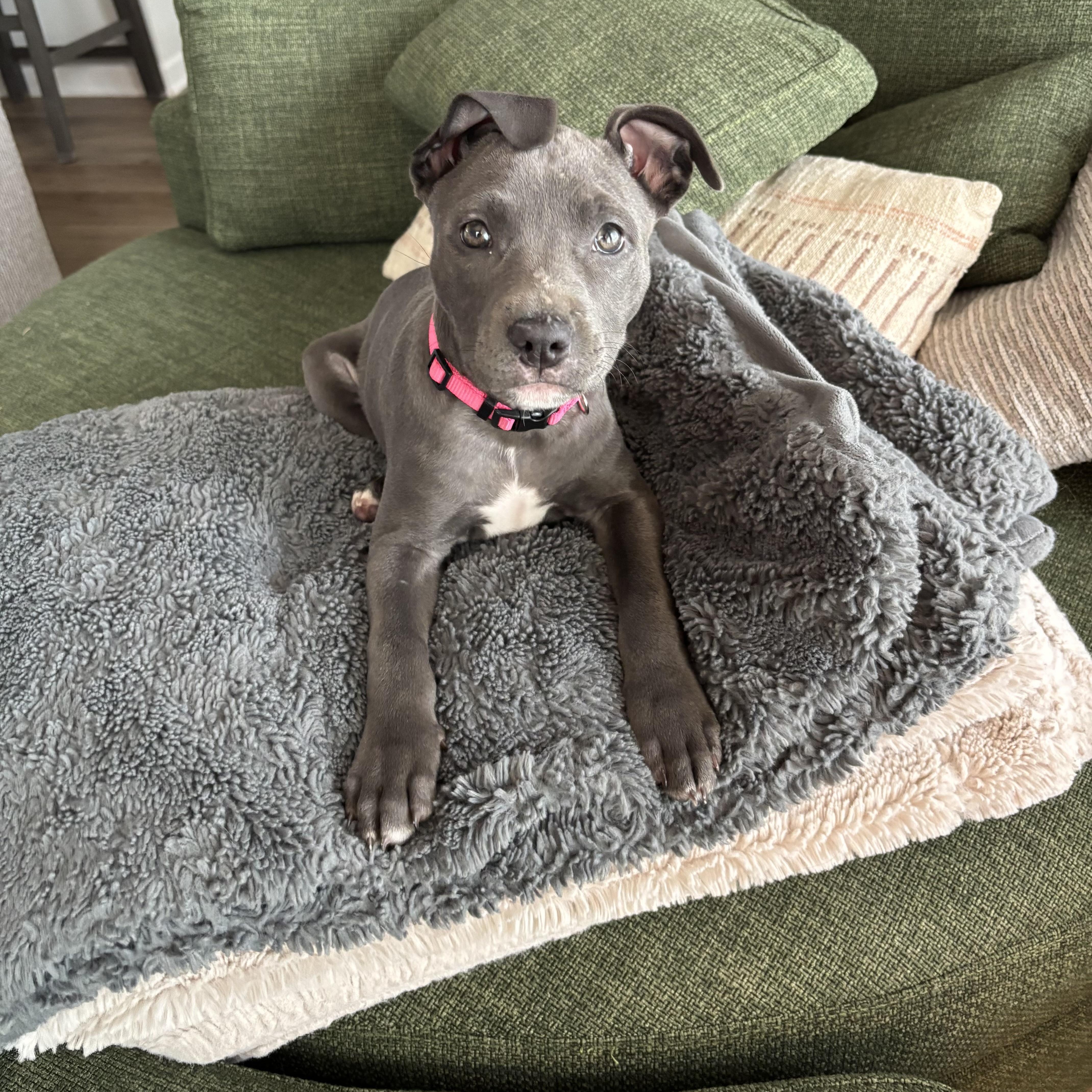 Enlarge Nami, a Adoptable mixed breed in Charlotte, NC image 1/6