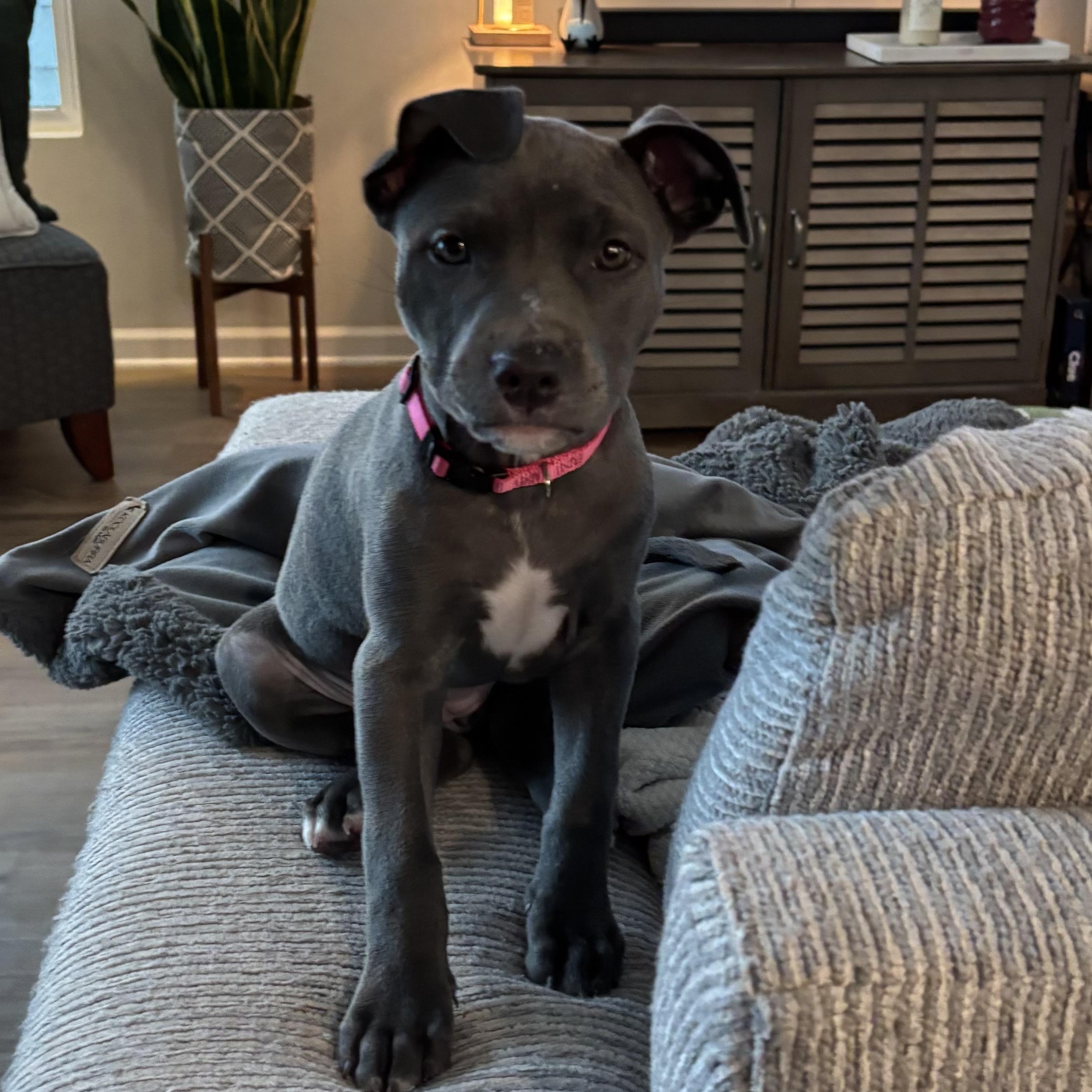 Enlarge Nami, a Adoptable mixed breed in Charlotte, NC image 3/6