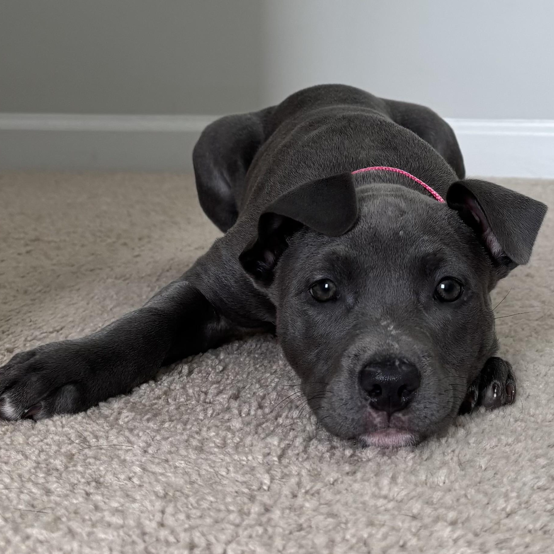 Enlarge Nami, a Adoptable mixed breed in Charlotte, NC image 2/6