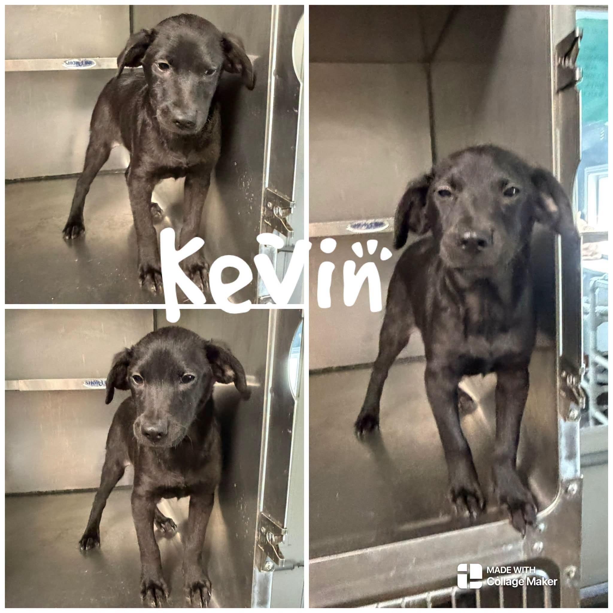 Kevin, ADOPTABLE, Young Male Terrier.