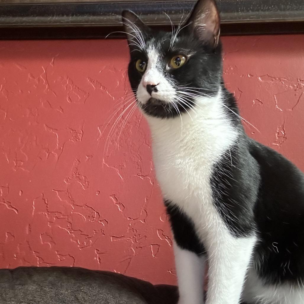 Milli, a Adoptable Domestic Short Hair in Priest River, ID image 1/6