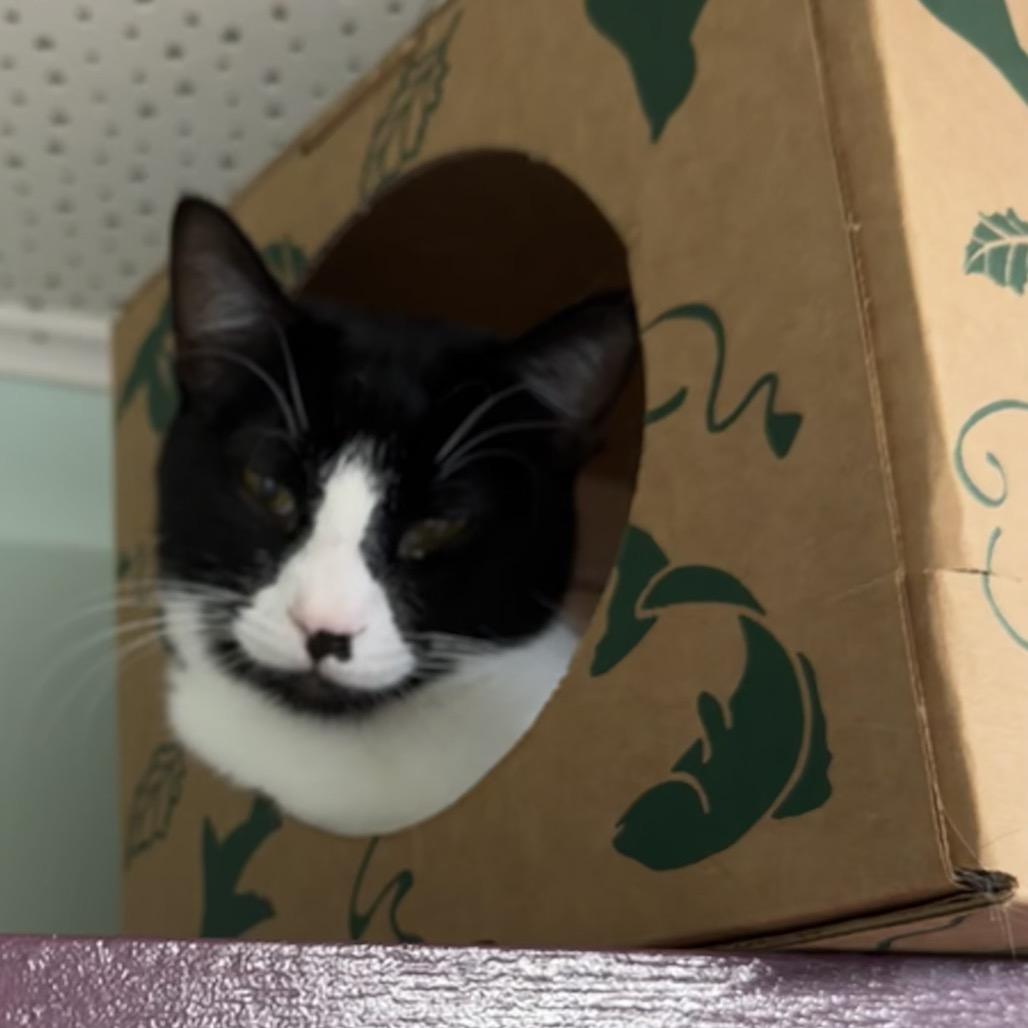 Milli, a Adoptable Domestic Short Hair in Priest River, ID image 2/6