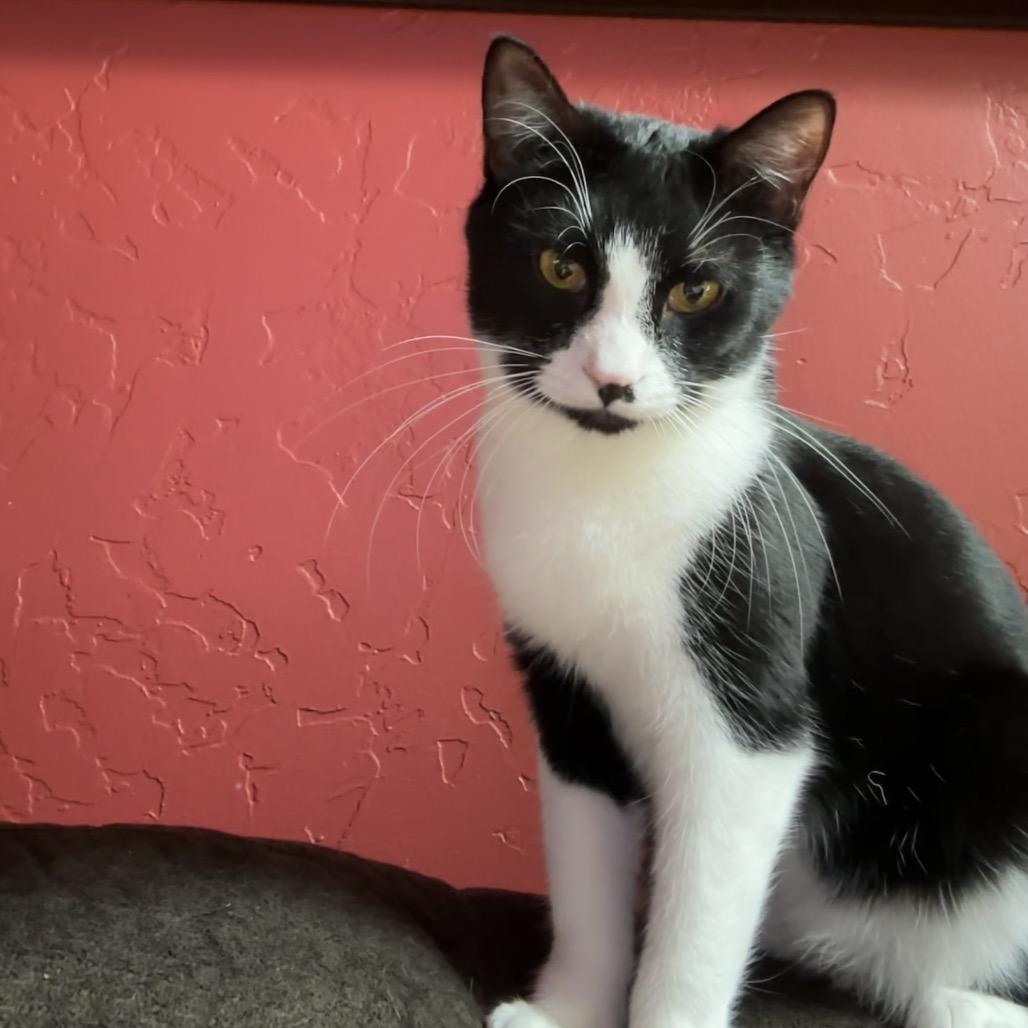 Milli, a Adoptable Domestic Short Hair in Priest River, ID image 3/6