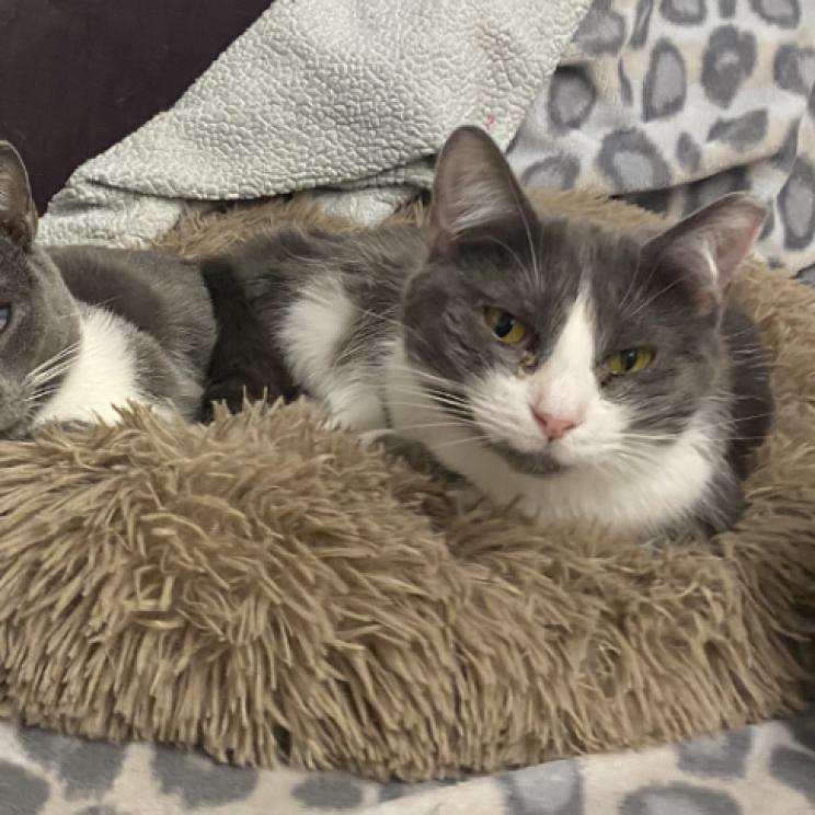 Enlarge Twinkle, a Adoptable Domestic Short Hair in Oceanside, NY image 1/5