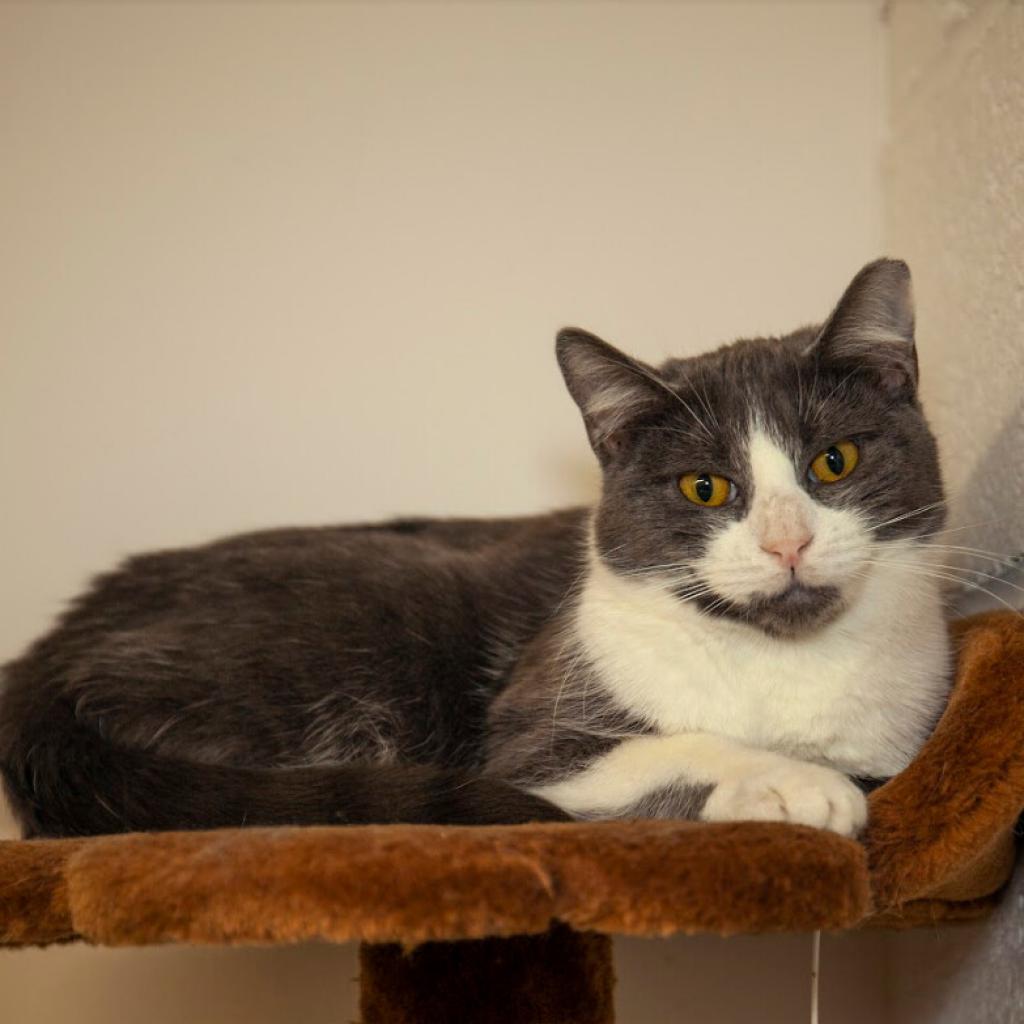 Enlarge Twinkle, a Adoptable Domestic Short Hair in Oceanside, NY image 2/5