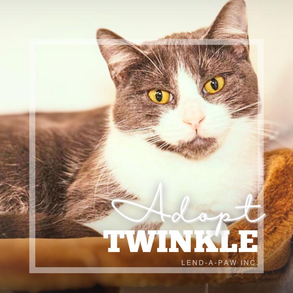 Enlarge Twinkle, a Adoptable Domestic Short Hair in Oceanside, NY image 3/5
