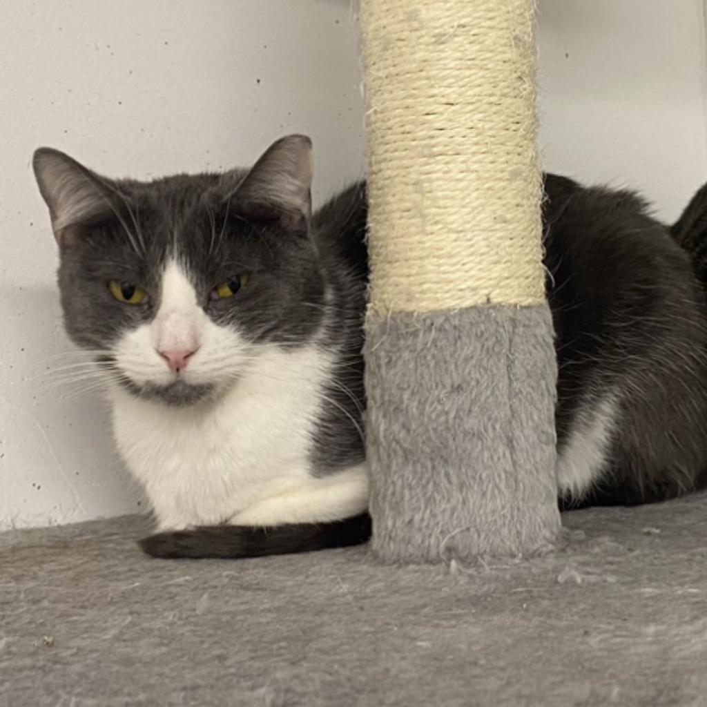 Enlarge Twinkle, a Adoptable Domestic Short Hair in Oceanside, NY image 4/5