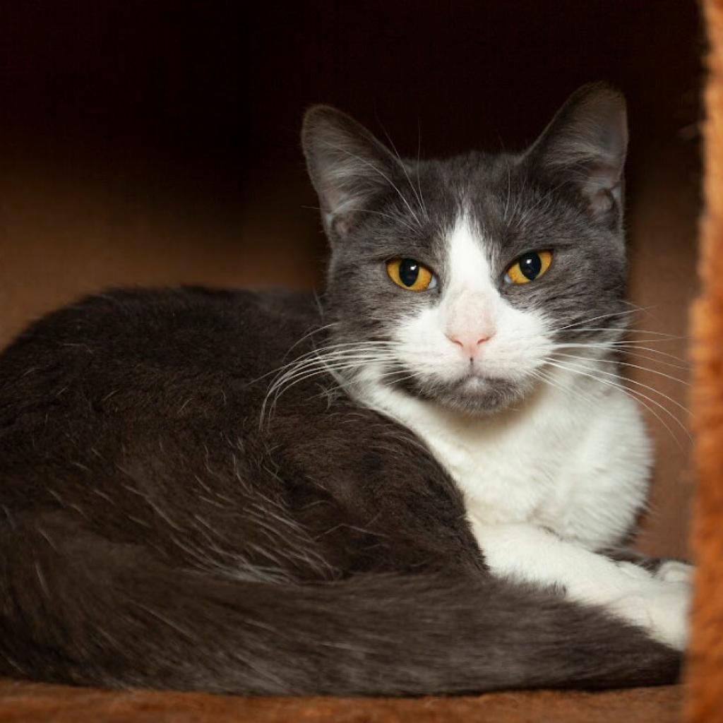 Enlarge Twinkle, a Adoptable Domestic Short Hair in Oceanside, NY image 5/5