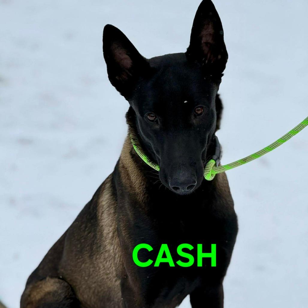 Cash, Adoptable, Young Male Belgian Shepherd / Malinois.