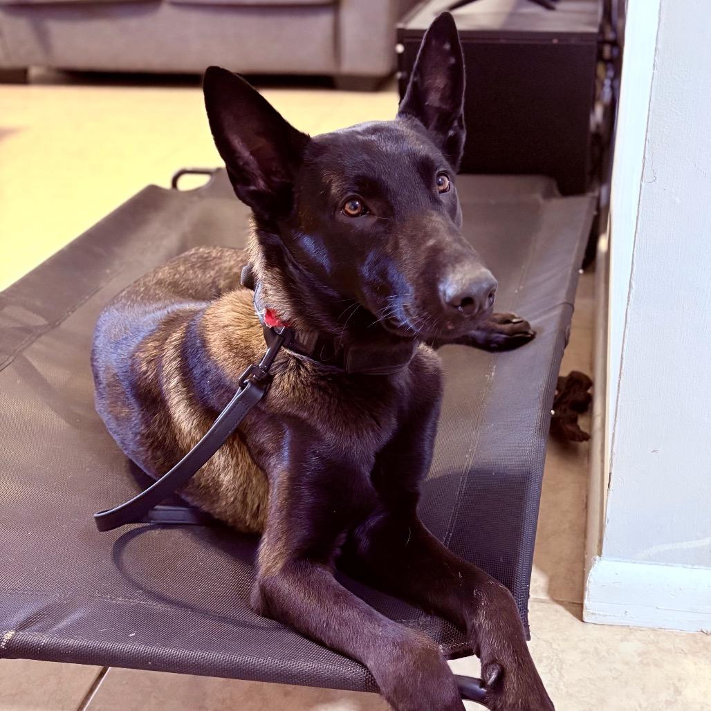 Cash, Adoptable, Young Male Belgian Shepherd / Malinois.