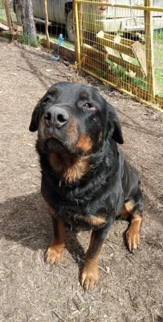 Tank, Adoptable, Adult Male Mixed Breed & Rottweiler.