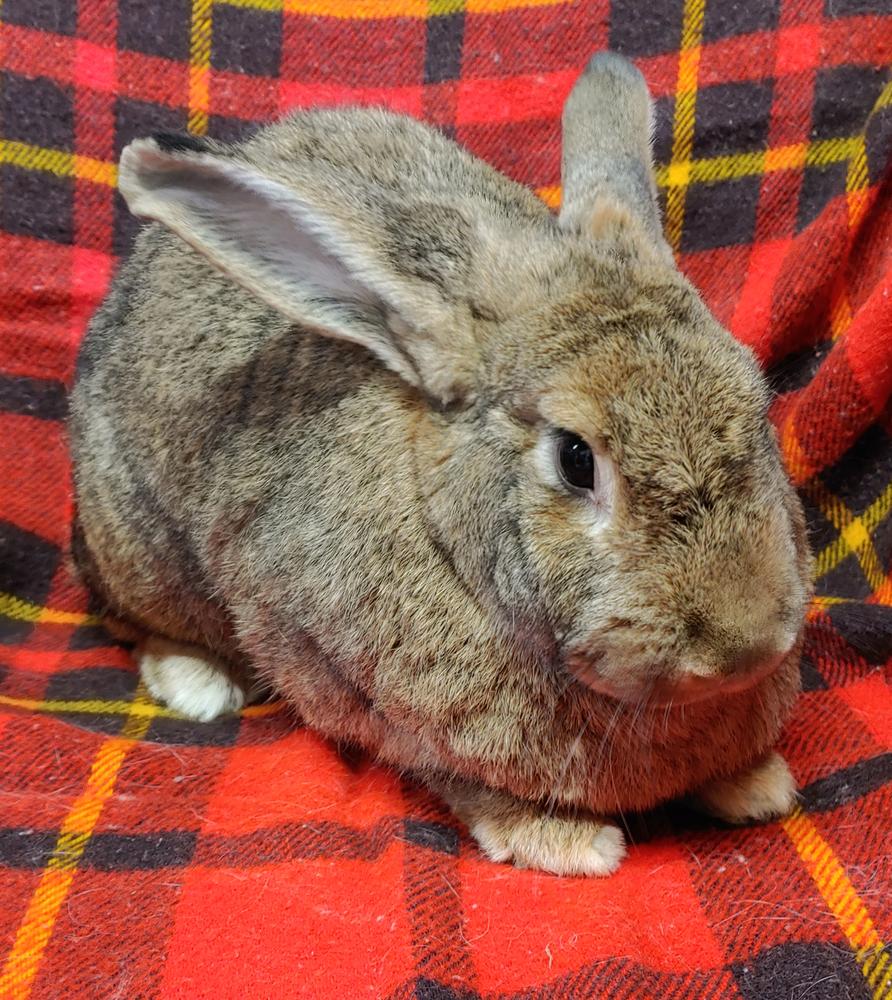Kahuna (bonded to Janice & Fran), Adoptable, Adult Male New Zealand.