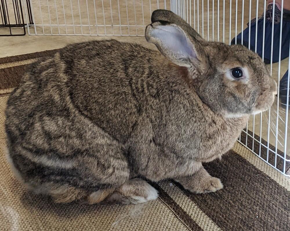 Enlarge Kahuna (bonded to Janice & Fran), a Adoptable mixed breed in Gainesville, FL image 2/4