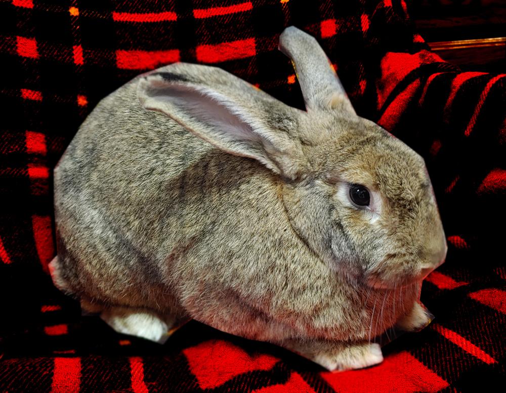 Enlarge Kahuna (bonded to Janice & Fran), a Adoptable mixed breed in Gainesville, FL image 3/4