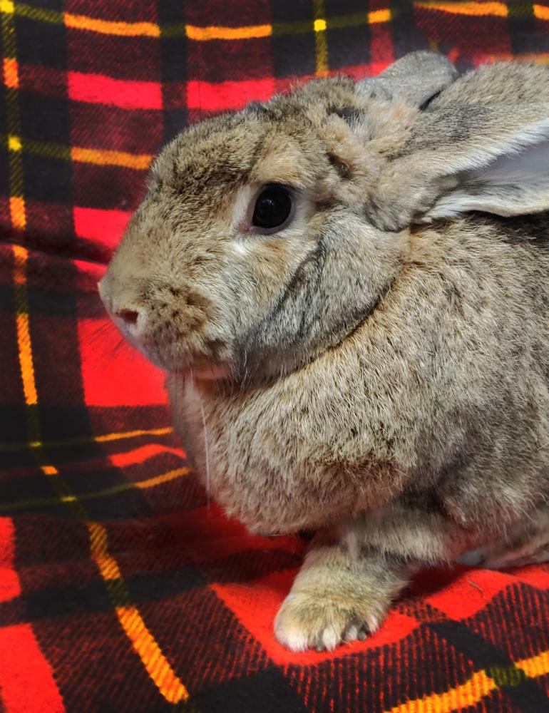 Enlarge Kahuna (bonded to Janice & Fran), a Adoptable mixed breed in Gainesville, FL image 4/4