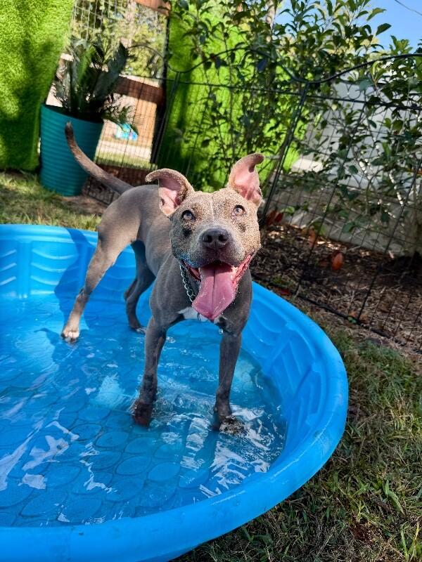 Bee Bee The Bouncy Belle — thumbnail 5