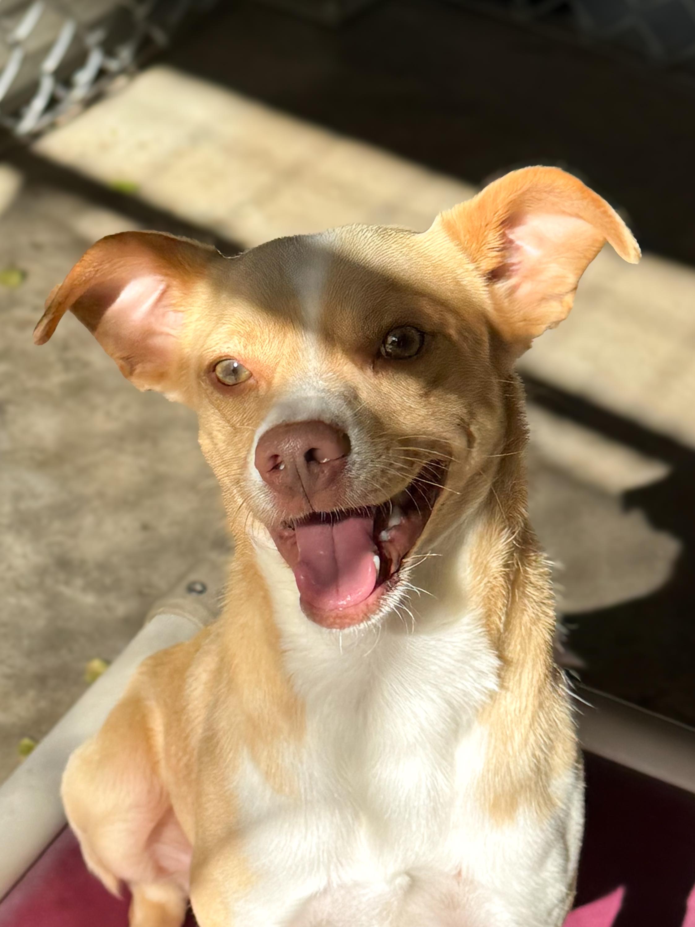 Enlarge PRESTON, a Adoptable mixed breed in Fresno, CA image 3/5