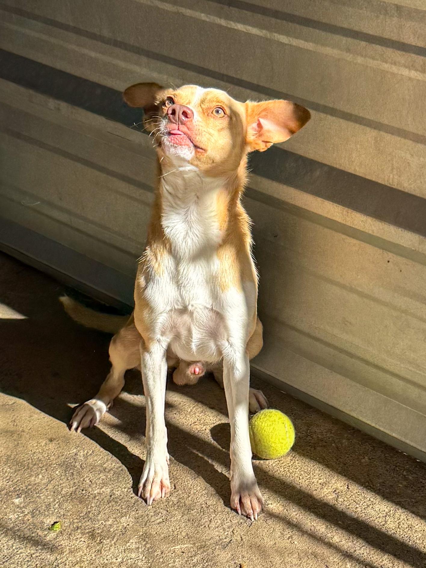 Enlarge PRESTON, a Adoptable mixed breed in Fresno, CA image 2/5