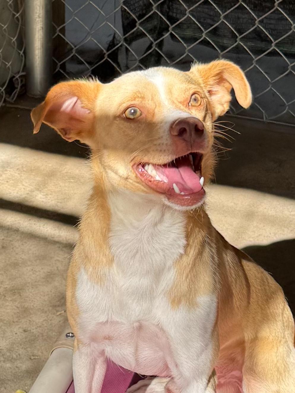 Enlarge PRESTON, a Adoptable mixed breed in Fresno, CA image 5/5