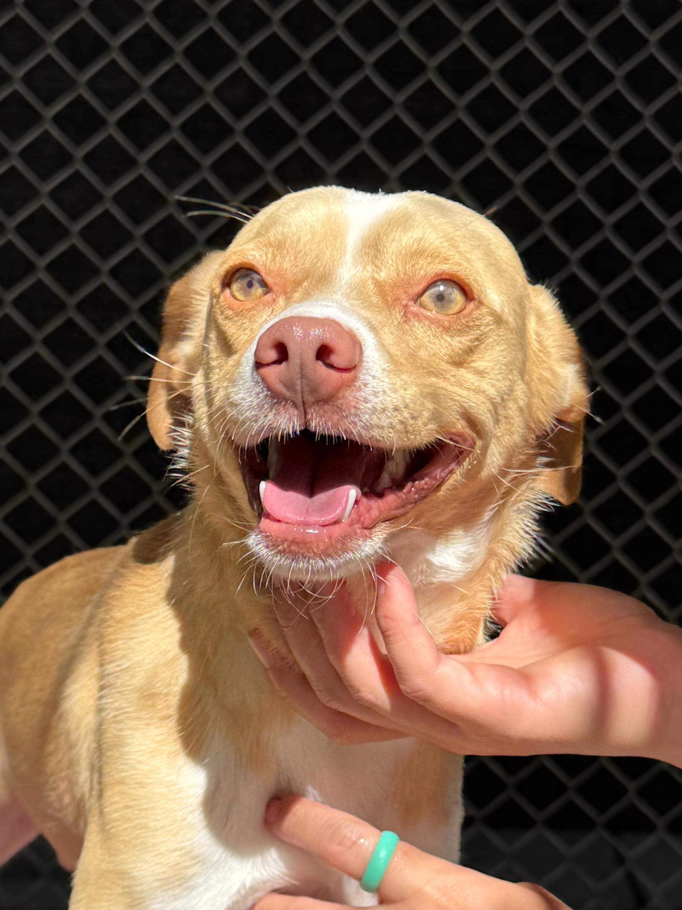 PRESTON, Adoptable, Young Male Terrier.