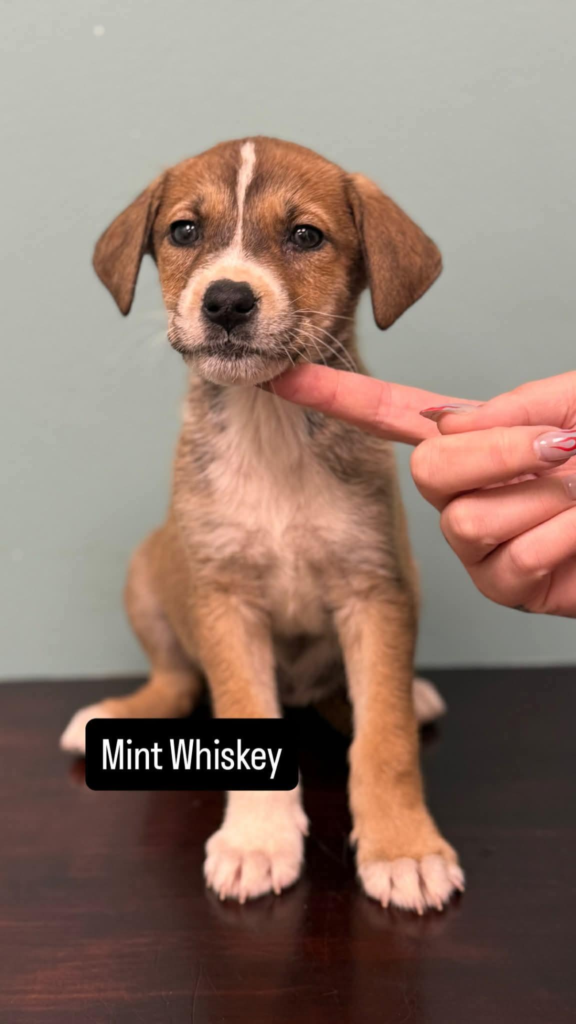 Enlarge Mint Whiskey, a Adoptable Labrador Retriever in Duluth, MN image 1/1