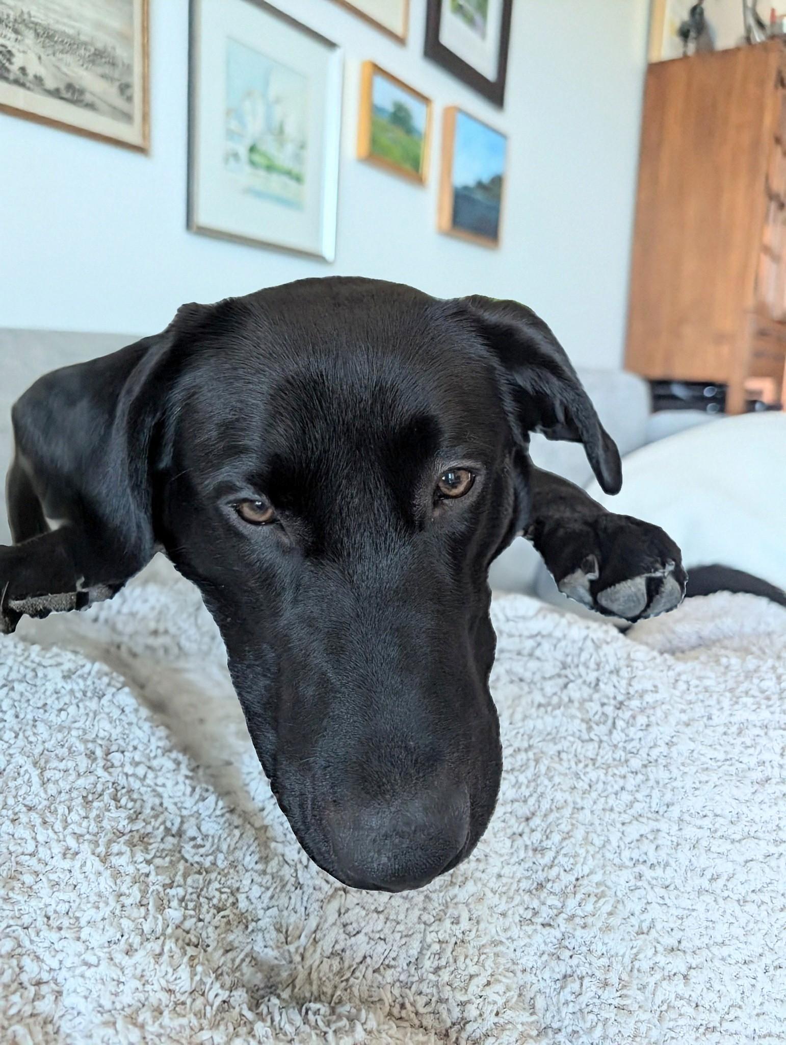 Jet- FOSTERED IN AUSTIN TX