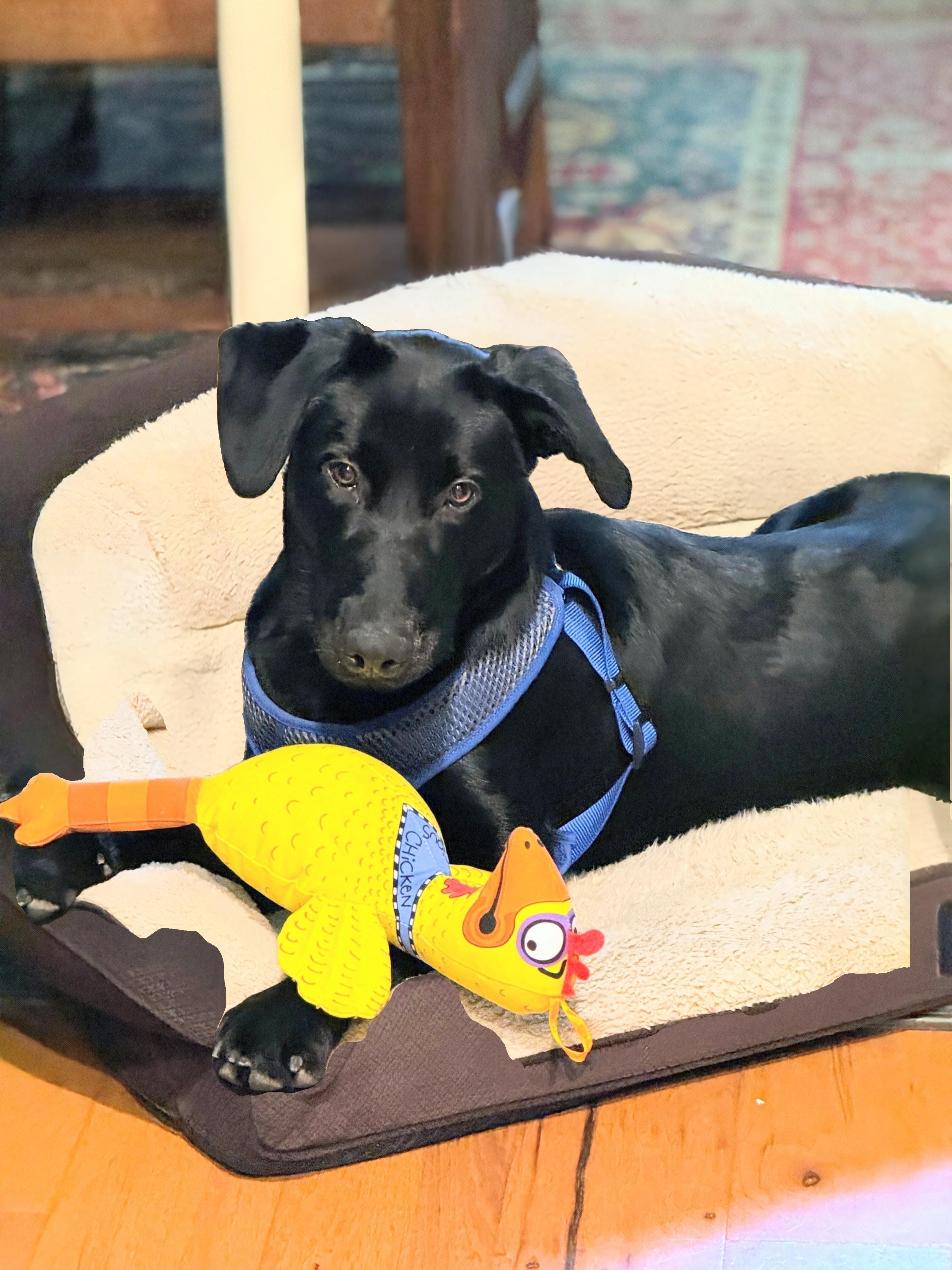 Jet- FOSTERED IN AUSTIN TX