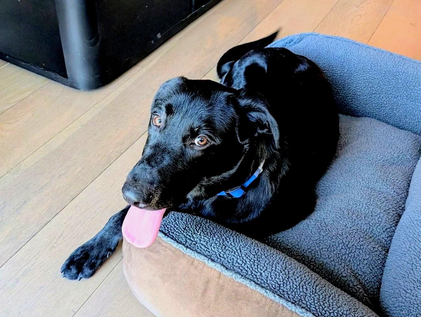 Jet- FOSTERED IN AUSTIN TX