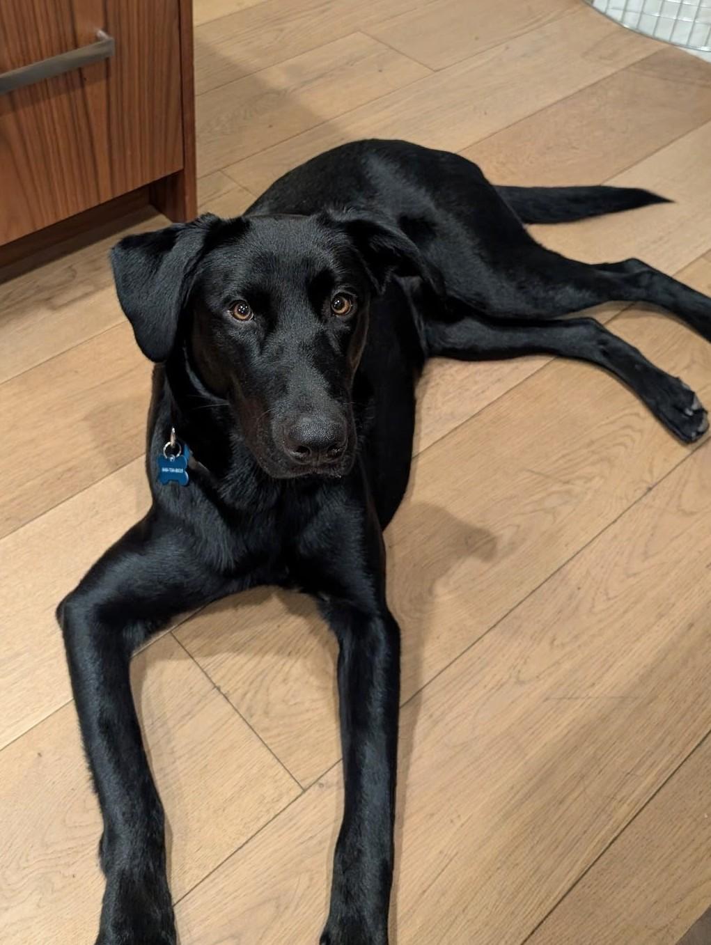 Jet- FOSTERED IN AUSTIN TX