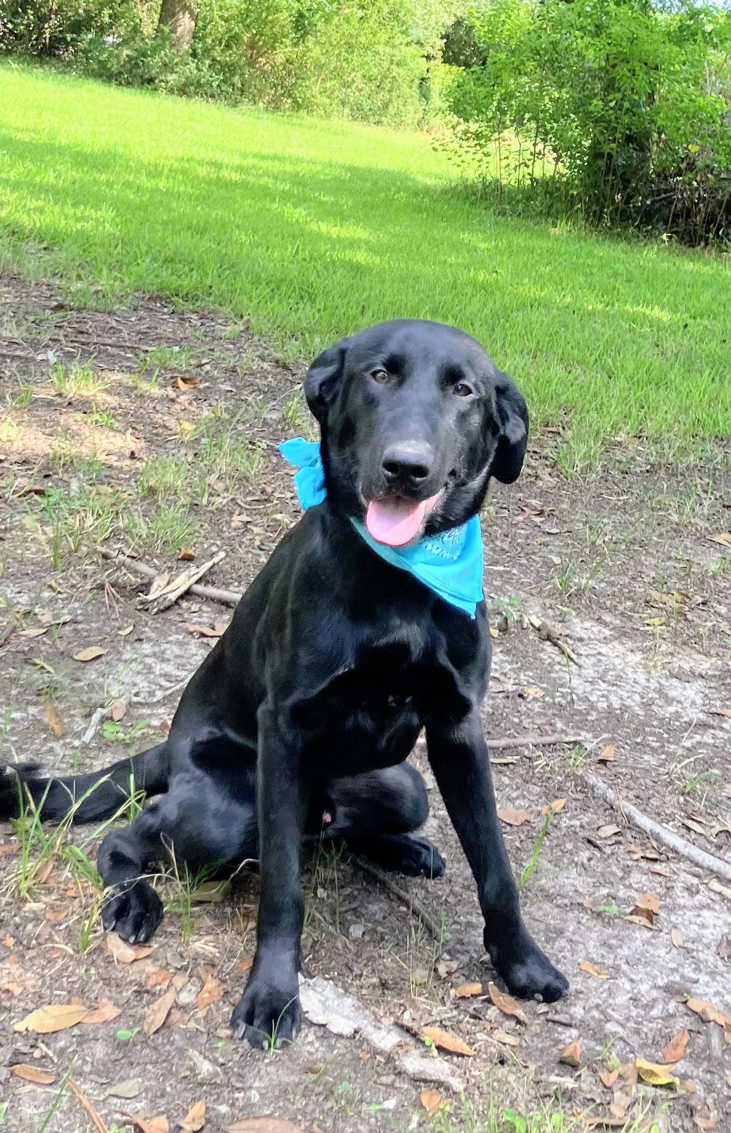 Jet- FOSTERED IN AUSTIN TX