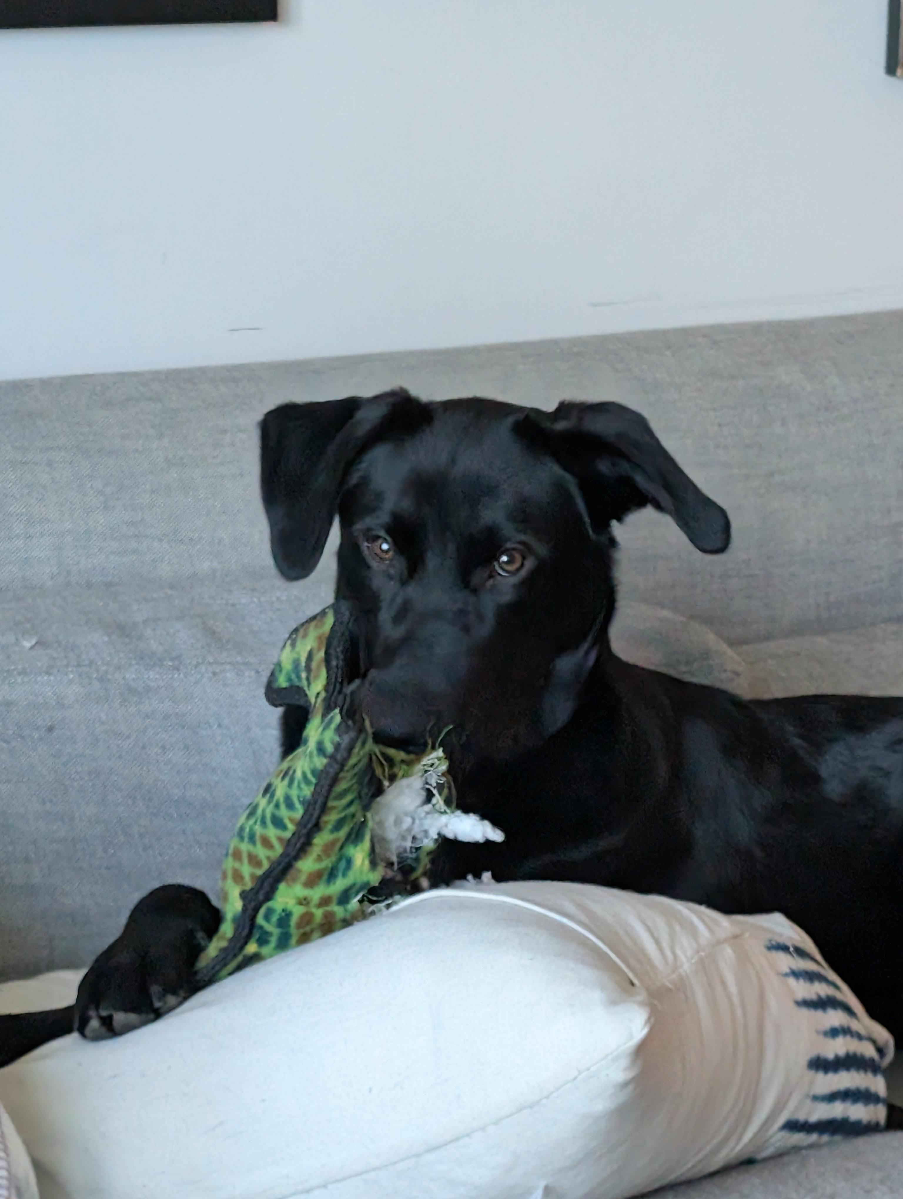 Jet- FOSTERED IN AUSTIN TX