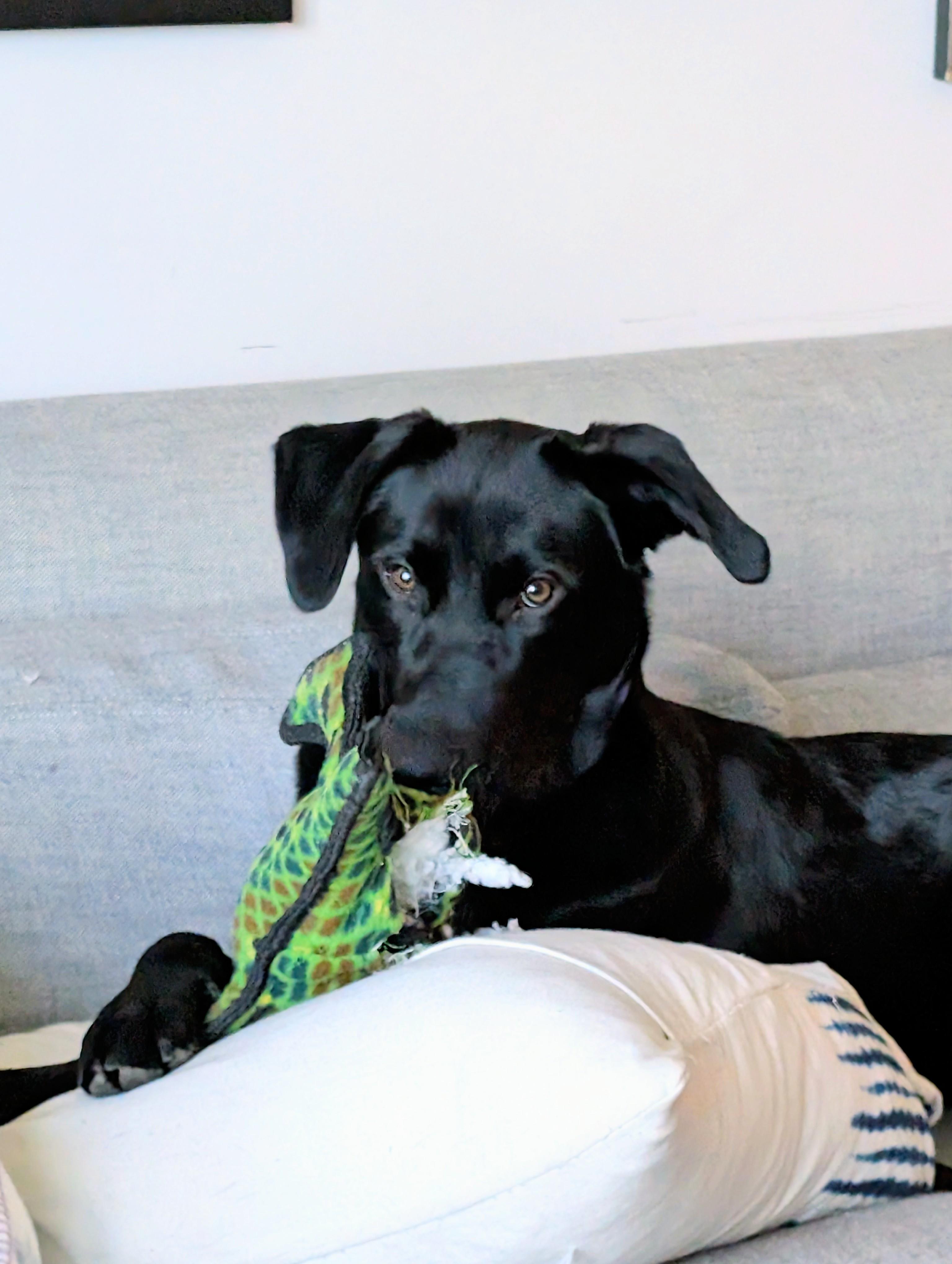 Jet- FOSTERED IN AUSTIN TX