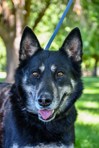 Leilei, Adoptable, Adult Female Siberian Husky & German Shepherd Dog.
