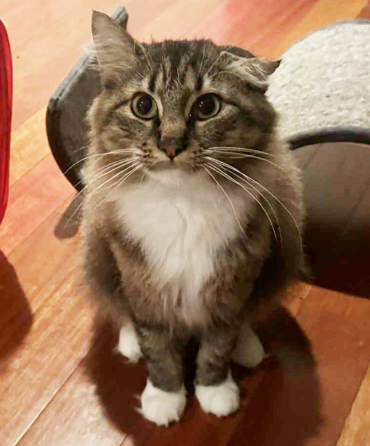 Pineapple is truly purrfect!   WOW is she a doll!  VIDEO - possible therapy cat too!