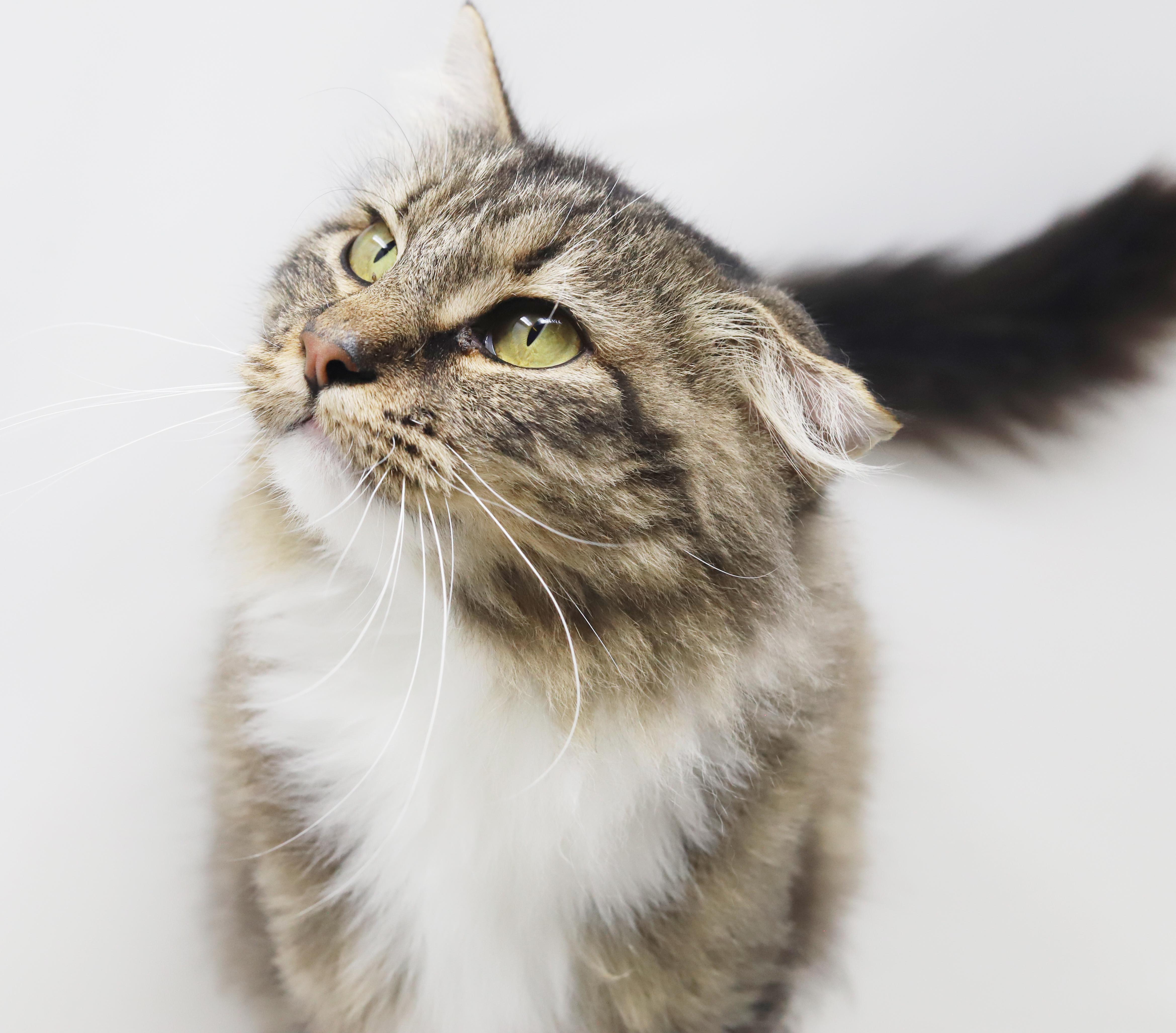Pineapple is truly purrfect!   WOW is she a doll!  VIDEO - possible therapy cat too!