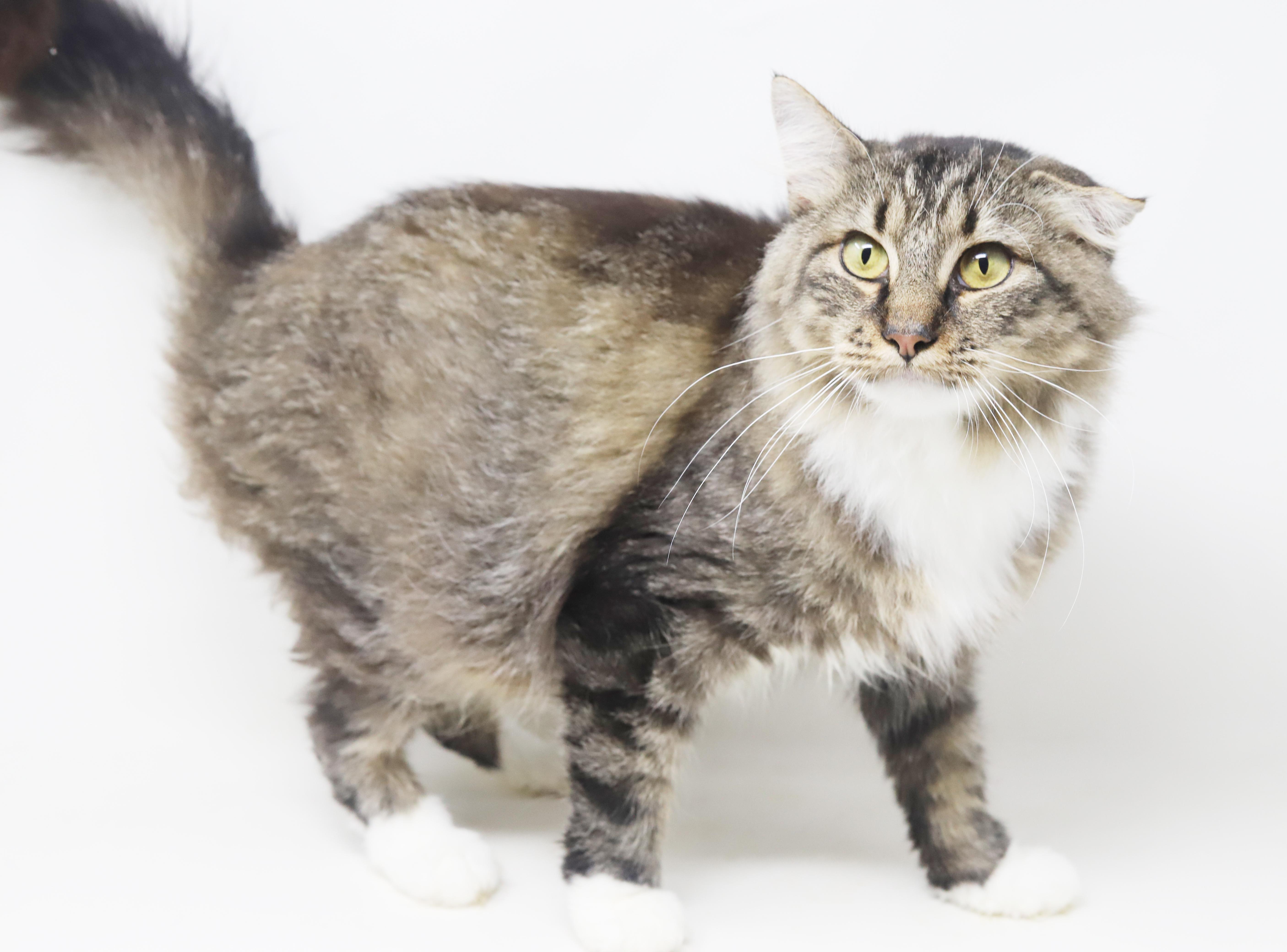 Pineapple is truly purrfect!   WOW is she a doll!  VIDEO - possible therapy cat too!