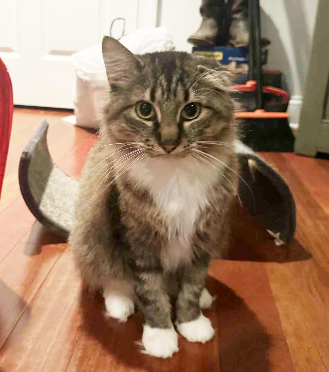 Pineapple is truly purrfect!   WOW is she a doll!  VIDEO - possible therapy cat too!