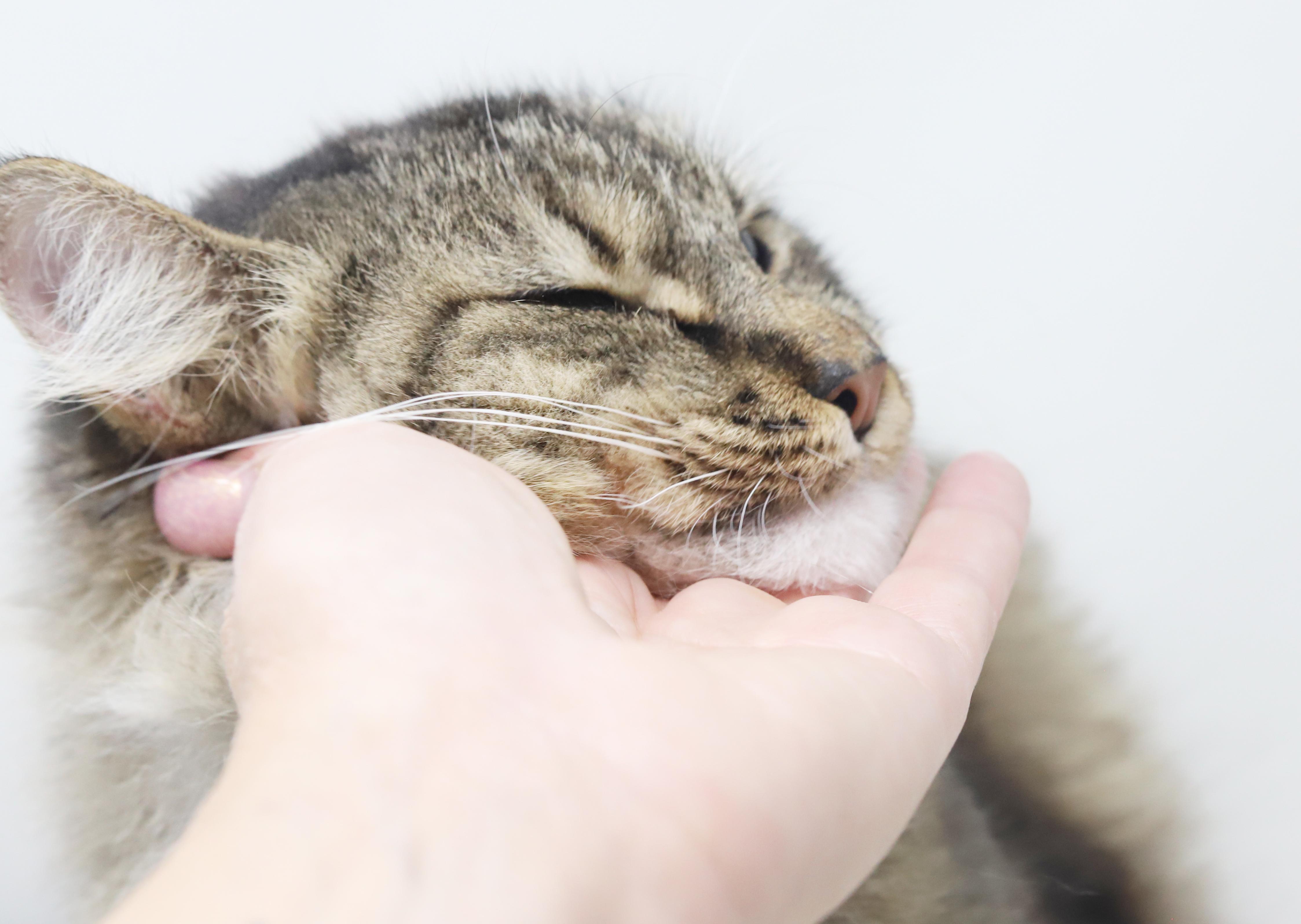 Pineapple is truly purrfect!   WOW is she a doll!  VIDEO - possible therapy cat too!