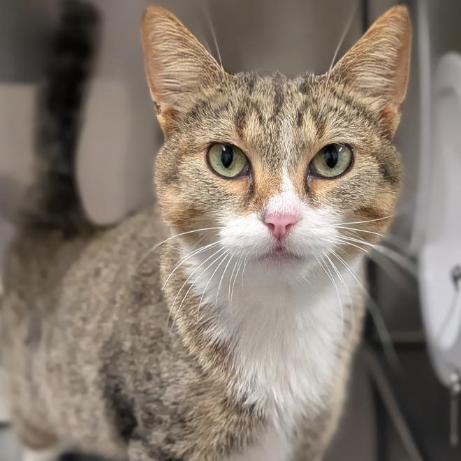 Mocha, Adoptable, Young Female Domestic Short Hair.