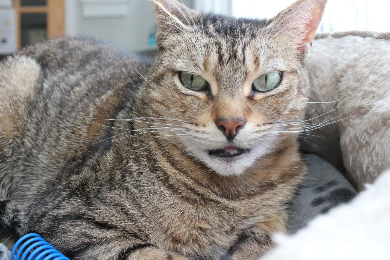 Enlarge Zoe - Sponsored by Andrea D. (Walli), a Adoptable Domestic Short Hair in Markham, ON image 3/3