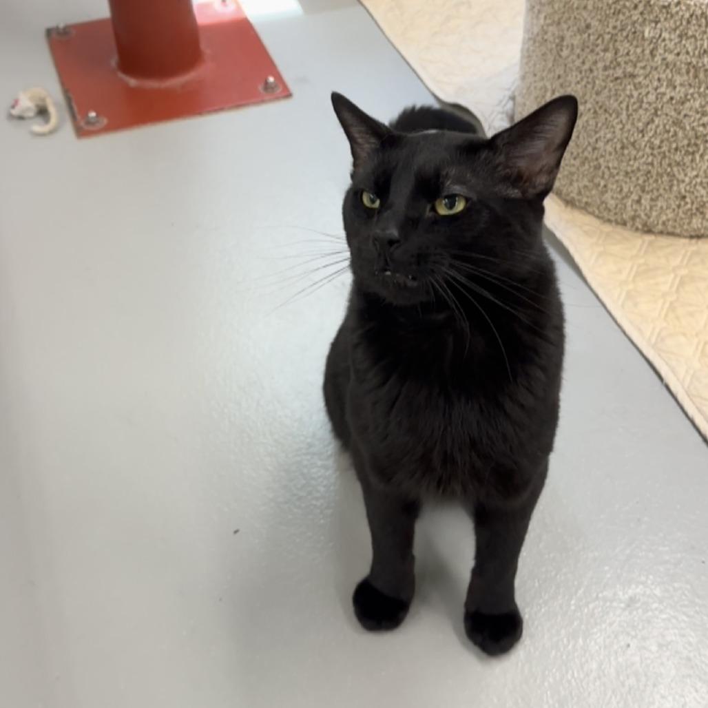 Peanut, Adoptable, Adult Male Domestic Short Hair.